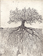 这本书英文名为The Ecological Relations of Roots（大概可以翻译成根系的生态关系），作者叫John E. Weaver，是一位草原生态学家。他从1914年开始系统地研究美国不同地理环境下140多种植物的根系，通过数据与插画的方式记录了这些植物根系的深度、形态，以及分布方式。