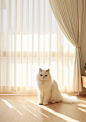 MCA_Wooden_floor_above_a_ragdoll_cat_sitting_on_the_carpet_flow_632e69