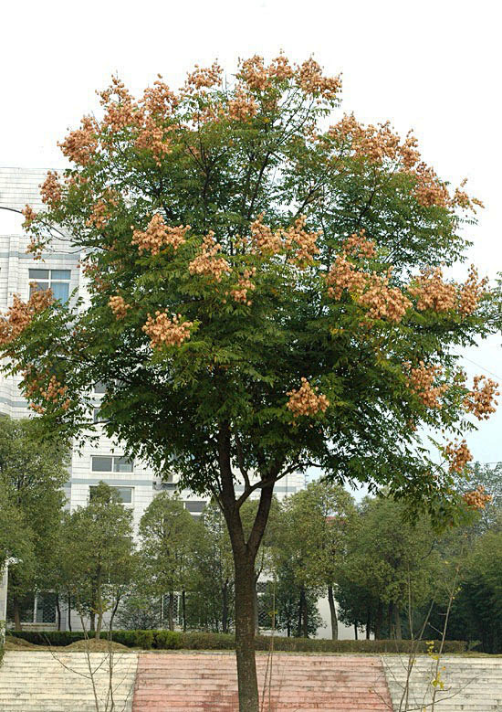 栾树