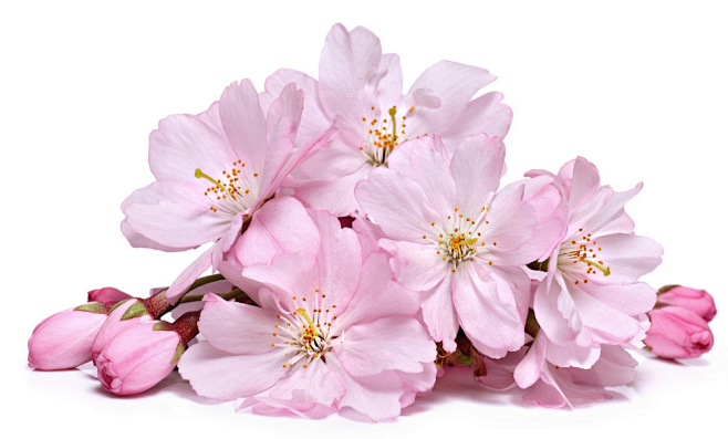樱花http://favorite.ta...
