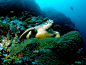Photo: Green sea turtle