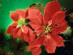 圣诞节桌面高清壁纸桌面壁纸1