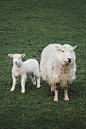 Photo by Fergus So on Unsplash : Sheep. Download this photo by Fergus So on Unsplash