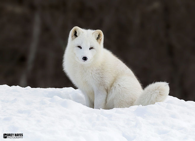 Arctic fox by Corey ...