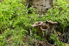 黑色的号角，生长在苔藓中的石榴莲，这种蘑菇是可食的，很受欢迎