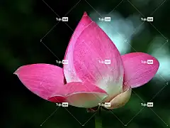 莲花 花瓣 花 树叶 漂亮 湖 花卉背景 池塘 花壁纸 盛开