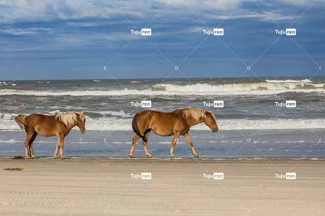 几匹马沿着海边的海滩散步