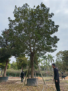 西瓜瓜123采集到植物选型