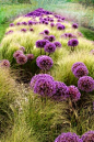 giant allium in grasses: 