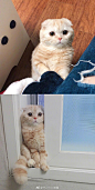 日常吸猫 ​​​​
