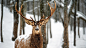 deer wallpaper 12905