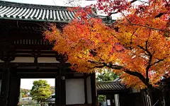 日本庭院观秋火红枫叶摄影电脑壁纸图片大全（一）