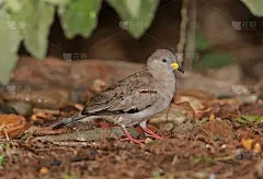 哇哇叫Ground-dove