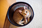 可爱的猫 – Banner设计欣赏