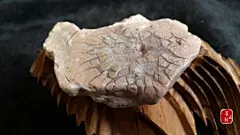 内蒙古阿拉善玛瑙原石奇石戈壁石碧玉马牙《花开富贵》-淘宝网