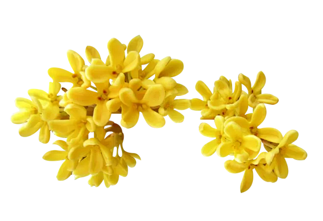 桂花
