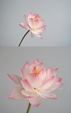 _Merlin咩采集到花