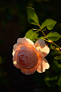 The Rose at Sunset : On a warm spring evening, a beautiful rose blossom glowed against the sunset light.  This rose (variety "Crown Princess Margareta") is growing in our new rose border.  All photos are straight out of camera.