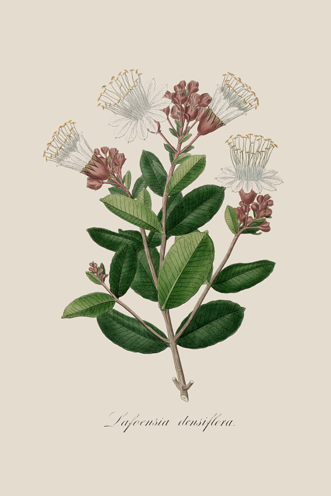 欧洲复古手绘植物