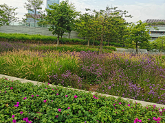 yunaaaa采集到公园植物景观