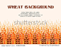Wheat ears background. Agriculture background. Wheat field