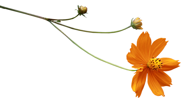 花枝花草免抠PNG图片素材（第①集)