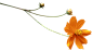 花枝花草免抠PNG图片素材（第①集)