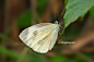 东方菜粉蝶，Pieris canidia(Sparrman)，是粉蝶科的一种蝴蝶。