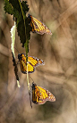 butterflies and yellow