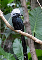 White-crested Hornbill (Tropicranus albocristatus), also known as the Long-tailed Hornbill, is found in humid forests of Central and West Africa.