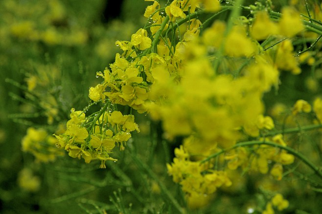 油菜花