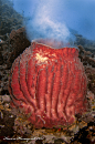 Barrel Sponge Spawning - Banda Sea, Indonesia : Explore Karen Honeycutt photos on Flickr. Karen Honeycutt has uploaded 1165 photos to Flickr.