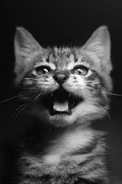 卖萌猫咪高清手机壁纸