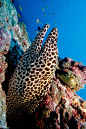 鳗鲡目·海鳝科：斑点裸胸鳝