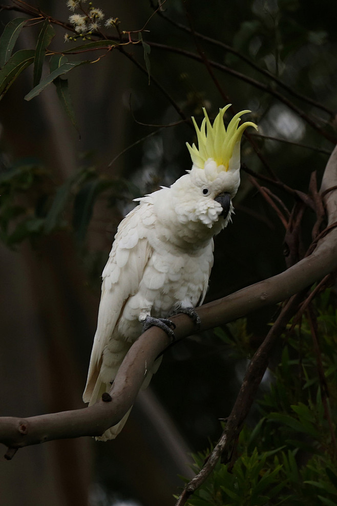 鹦形目凤头鹦鹉科白凤头鹦鹉属葵花鹦鹉