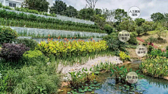 朝生采集到· Landscape ︱生态 / 雨水花園 Ecotope