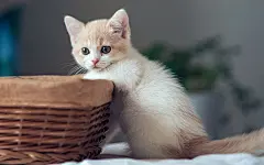 萌宠,喵星人,喵咪,猫咪电脑壁纸