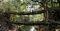 过去500年间，印度梅加拉亚邦Nongriat当地居民已经在该地区众多河道上先后“种下”好几百座“树根桥”。树根桥全部由橡胶树树根天然生长而成，有的可达100英尺（约合30米）长，一次可承受50多人的重量。