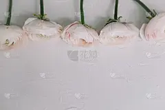 粉红色的毛茛属植物。浪漫的花背景婚礼和生日邀请或贺卡。春天的壁纸。副本的空间。