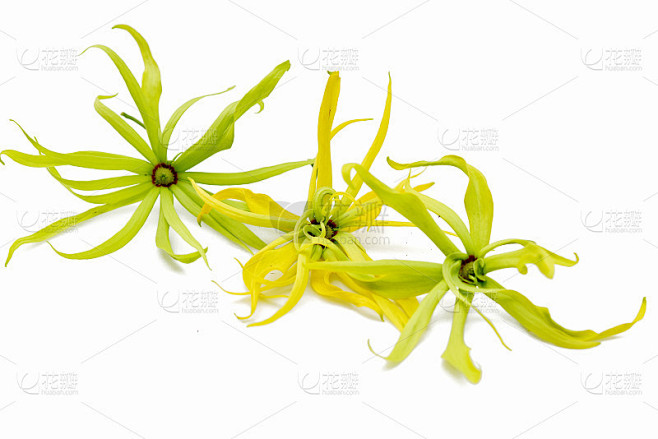依兰的花瓣依兰孤立在白色上