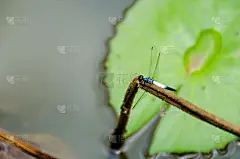 蓝和蜻蜓在莲花农场