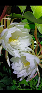 昙花_百度图片搜索