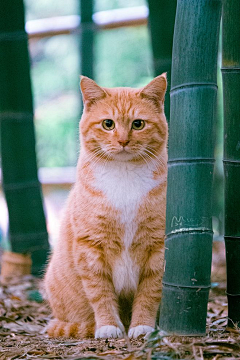 毛毛虫都走开采集到宠猫汪汪