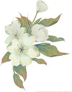 雨水创意完整插画-梨花组合