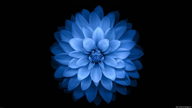 背景蓝色花朵