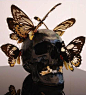 通常来说，含冤王子死后都有蝴蝶相伴。

© Philippe Pasqua ​​​​