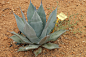 Agave applanata