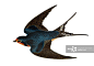Barn Swallow - Hand Coloured Engraving_创意图片