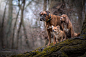 General 2048x1365 nature dog animals