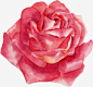 红玫瑰png免抠素材_新图网 https://ixintu.com 植物 花朵 花卉 水彩花朵 红色